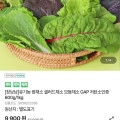 유기농 쌈채소 샐러드채소 1kg(9,520원/무료)2