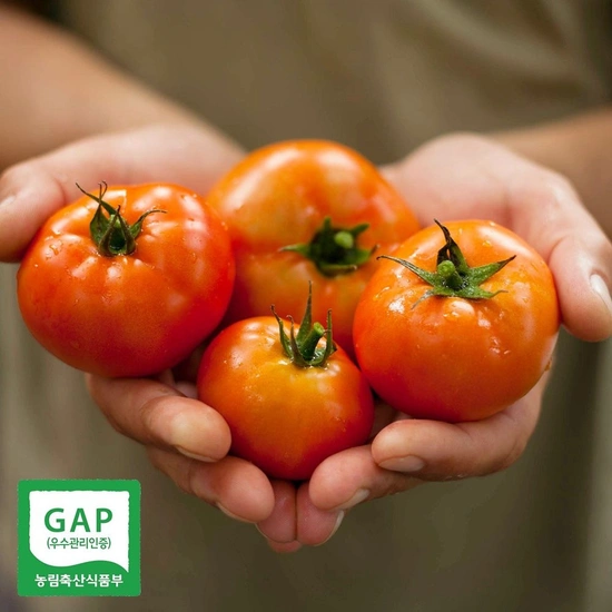 유럽종 완숙 찰토마토 못난이 2.5kg (9,220원/무료)3