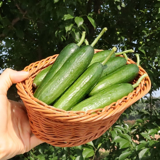 ] 미니오이 1kg (4,900원/네이버멤버십 무배)30