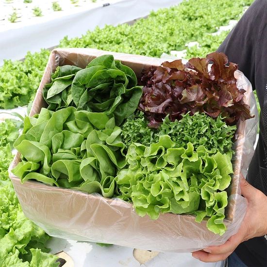 당일수확 산지직송 모듬 쌈채소 유럽샐러드 1kg (5,780원/무료)4