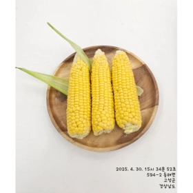 슈퍼딜 / 싱싱팜앤씨 초당옥수수 2025년 수확 예약판매 경남 의령 산지직송 (중품 10개/16,400원/무배)1