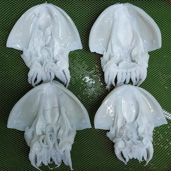 산지직송 국산 여수 갑오징어 1미 200g~250g (8,560원/5000원)3