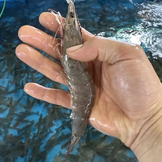 ] 활 흰다리새우 1kg (25-28미내외) (19,900원/무료)51