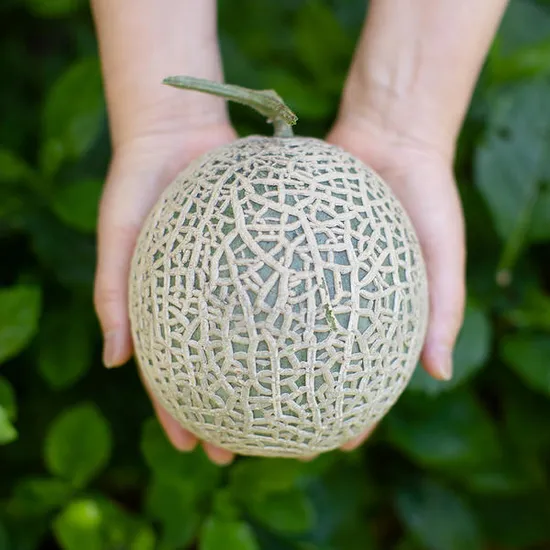 60분러시 국내산 메론 멜론 1.5키로 (6,700원/무배)3