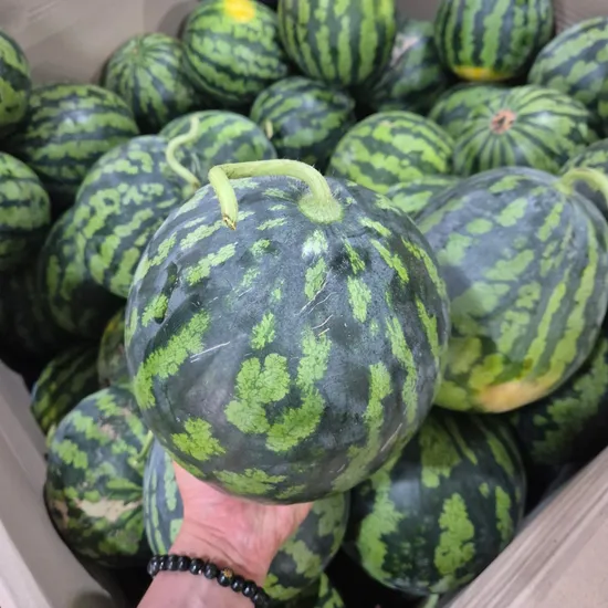 꿀 수박 가정용 4kg