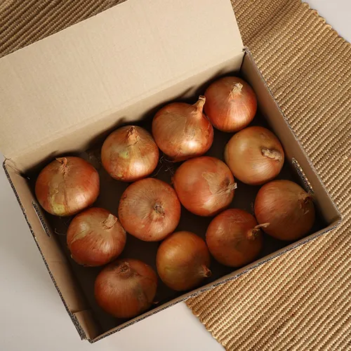 25년 햇양파 특 5kg