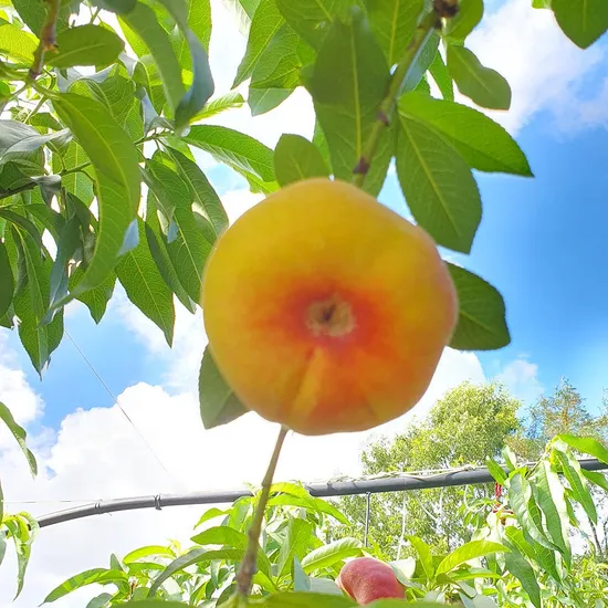 유럽 납작복숭아 거반도 특대과 1kg