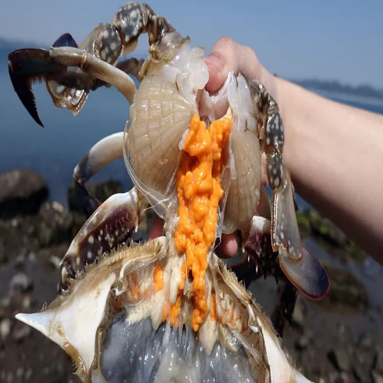 태안 암수 꽃게 2kg 6~10미