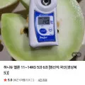 허니듀 멜론 5과~6과 11~14kg