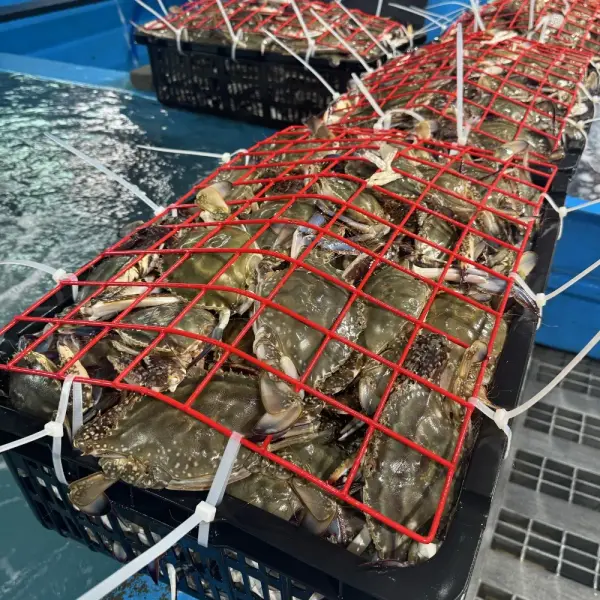 가을 활 숫꽃게 1kg 3-5미