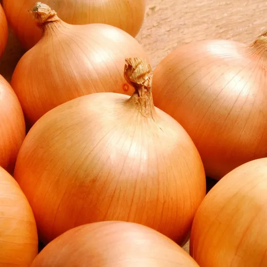 김천 햇 양파 소 10kg