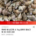 동해안 활 살고동 1kg 30~40미