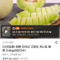 고당도 허니듀 멜론 3.6kg내외 2수