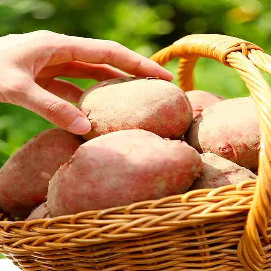 곡성 홍감자 두백감자 3kg 5kg 10kg