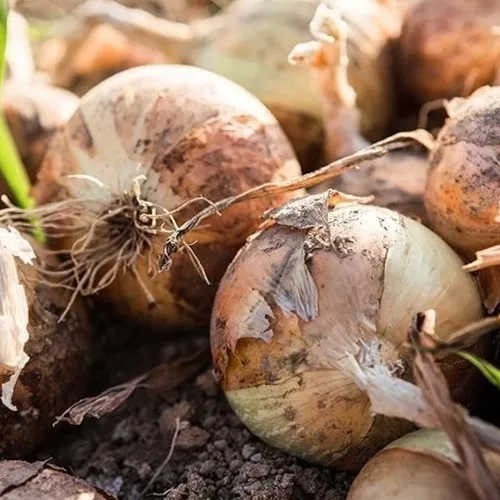 양파 5kg 중대혼합