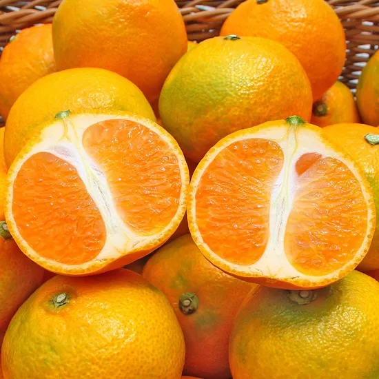 제주 제철 하우스 감귤 2kg 중대과 L-2L