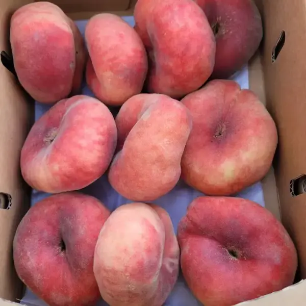 거반도 납작복숭아 1kg 6-10과