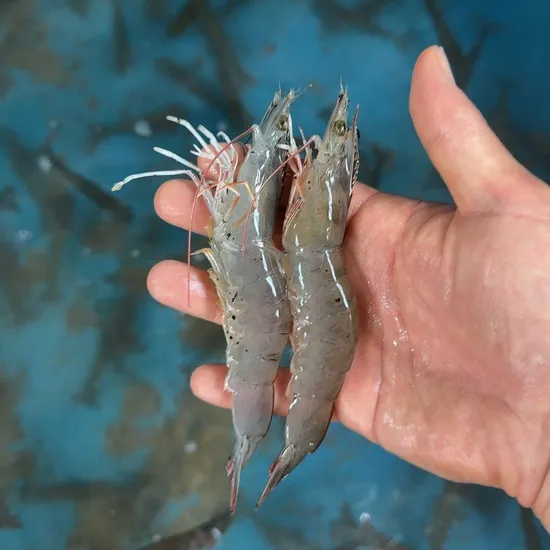 흰다리새우 1kg 24~25미