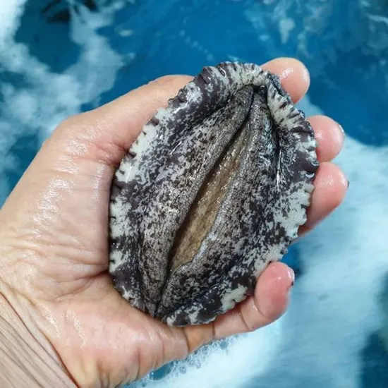 완도 활 전복 1kg 6-7미