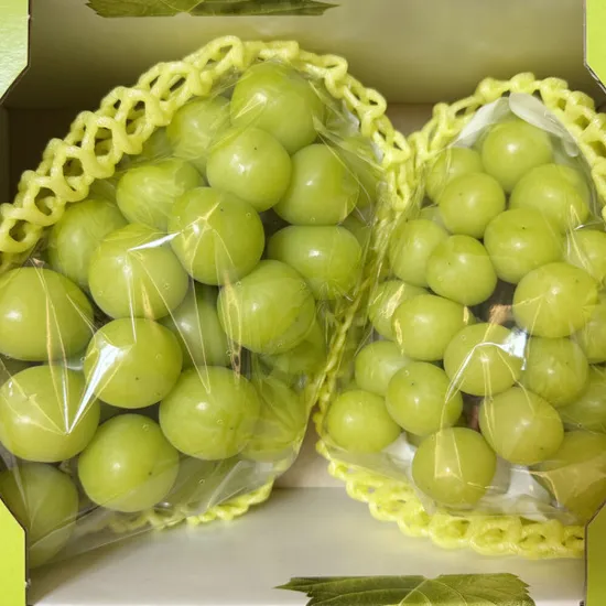 제주 고산 농협 샤인머스켓 1.5kg