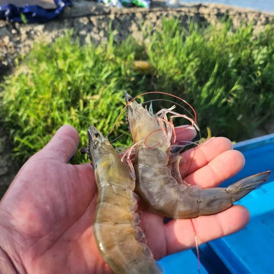 흰다리새우 1kg 25-28미