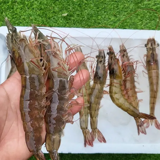 신안 활 흰다리새우 1kg