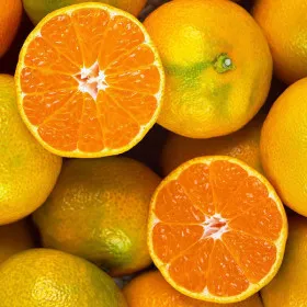 제주 하우스 감귤 2kg 중대과