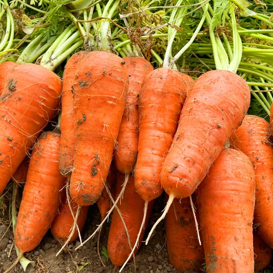 2025년 쥬스용 당근 3kg