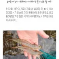 흰다리새우 1kg (30미내외)