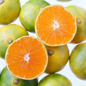 제주 극조생감귤 4kg