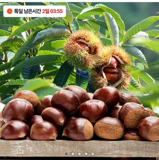 부여햇밤 중사이즈 1kg 외 다양