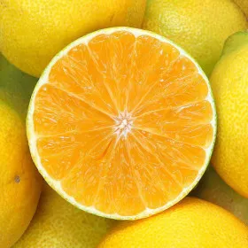 제주 하우스 황금향 2.5kg 12~15과