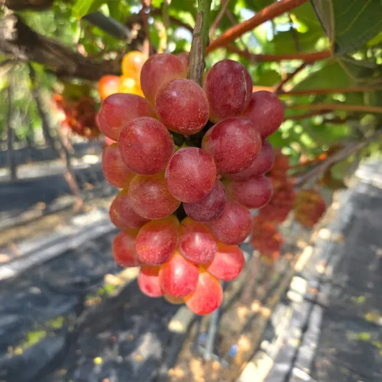 고당도 레드 샤인머스켓 2kg 3-4수