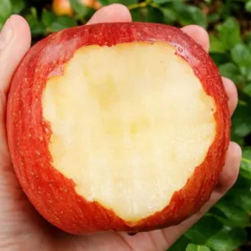 경북 청송 홍로 꿀사과 햇사과 3kg