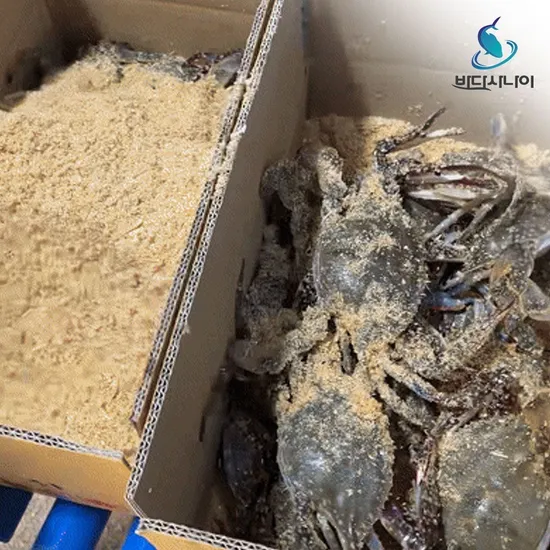 태안 활꽃게 3kg (9~15미) 암수랜덤 톱밥