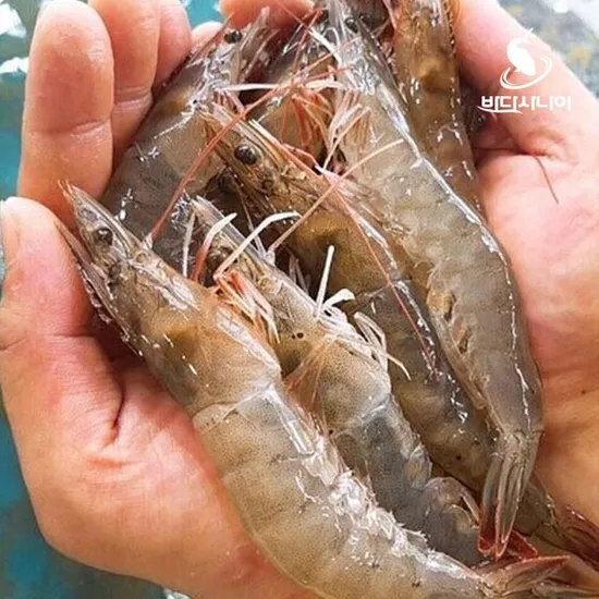 태안산 활 새우 1kg (25미 내외)