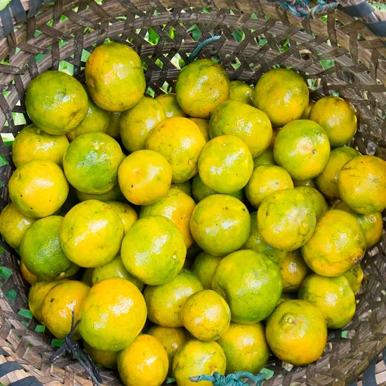 제주 극조생 노지감귤 4.5kg