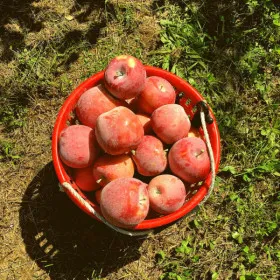 햇 홍로사과 4kg 중과