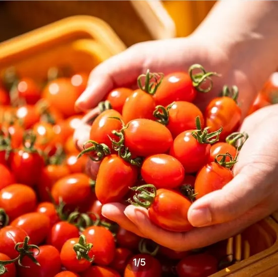 대추방울토마토, 리큐 얼룩제거 올인원 세탁세제, 오랄비 그린티 칫솔 외 다양
