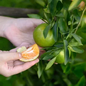 제주 햇 감귤 극조생 노지감귤 3kg 로얄과 2S-M