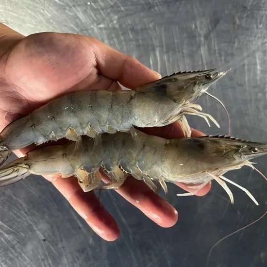 국내산 제철 흰다리 생물 황새우 1kg 33미내외