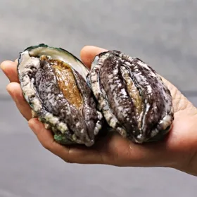 완도 활전복 1kg(8-9미) 특대 손질도구