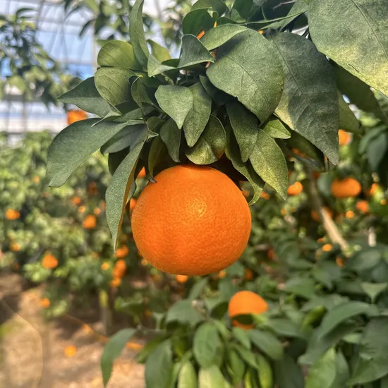 제주 황금향 프리미엄 고당도 3kg 선물세트