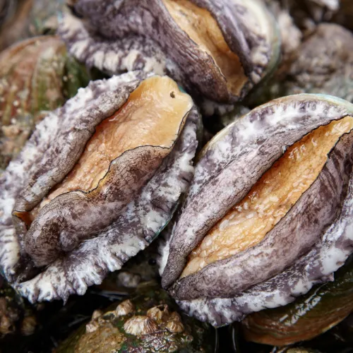 완도 활전복 2kg 7-8미 손질칼