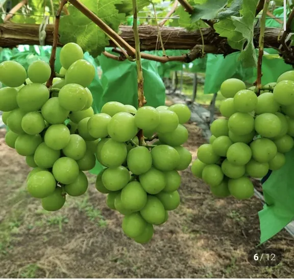 샤인머스켓 2kg 3~4수