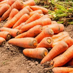 국내산 제주 햇 당근 상 5kg