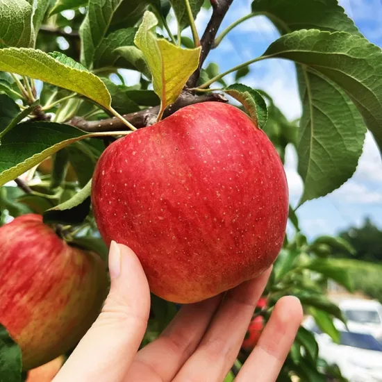 사과 2kg 대과 6-7과