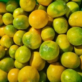 제주 햇 노지감귤 3kg~10kg