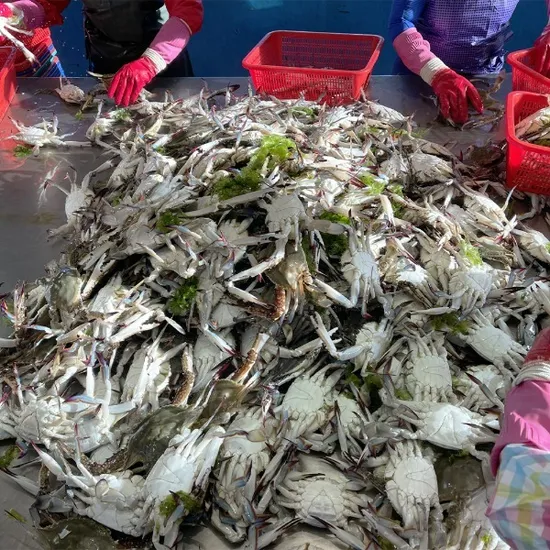 서해 활 꽃게 3kg 9-5미