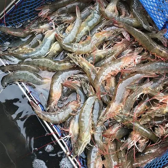 활 흰다리새우 1kg 5~29미